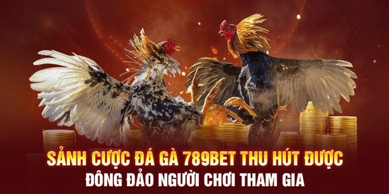 Lịch đá gà c3 trực tiếp tại 789bet